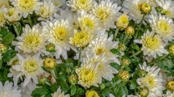 taiati crizantemele si acoperiti le cu un strat de pamant metoda care promite o inflorire abundenta