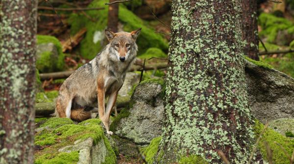 lupul reintrodus in parcul national muntii macinului