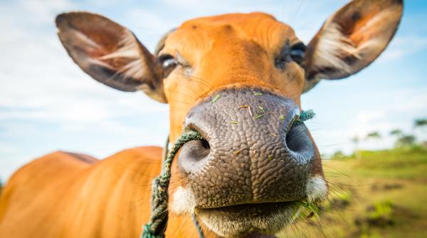 puteam sa bem lapte de la vacile care consuma canepa