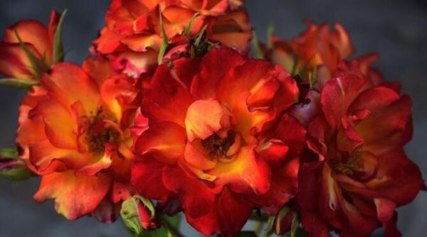 simbol al necazului sau al iubirii de ce superstitiile interzic sa tinem trandafiri in casa