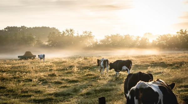 tarile ue inregistreaza un succes in reducerea vanzarilor de antibiotice veterinare