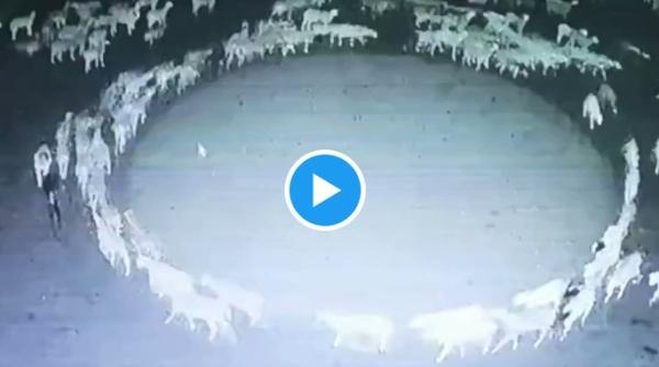 video o turma de oi din china a fost observata invartindu se in cerc timp de 12 zile