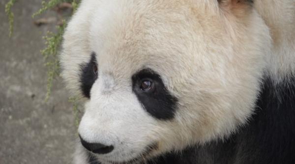 un panda primit de taiwan de la china a murit fusese daruit in 2008 cand relatiile bilaterale erau mai bune