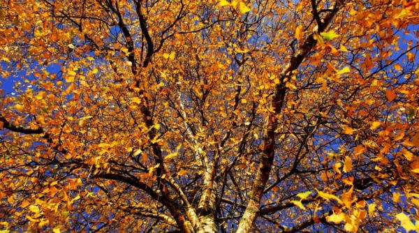 vremea in bucuresti si in tara in weekendul 19 20 noiembrie temperaturi mai ridicate decat mediile multianuale