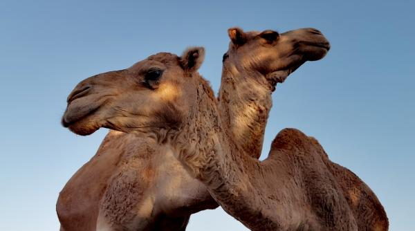 faza amuzanta la campionatul mondial de fotbal din qatar jucatorii angliei nu pot sa doarma din cauza camilelor foto
