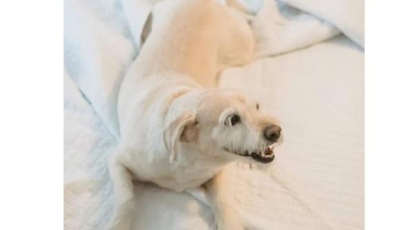 video cu reactia unui caine cand vede o imprimanta