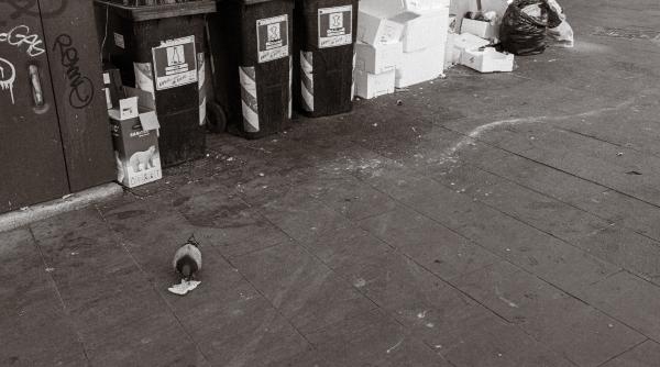 bucuresti cel mai mare producator de deseuri din tara director din pmb primaria ar fi putut face mai multe