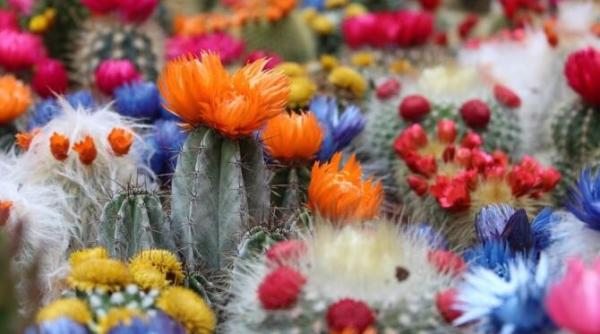 cu ajutorul acestui condiment orice floare din casa va inflori chiar si un cactus