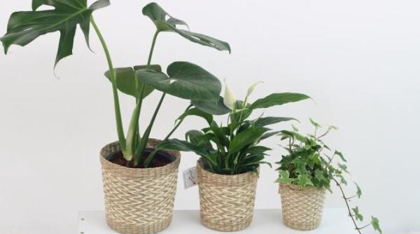 stii ca praful de pe frunzele plantelor de interior este periculos scapa imediat de el