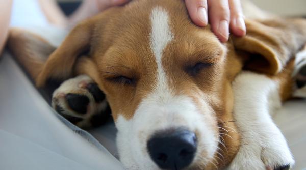 un italian ofera o recompensa de 50 000 de euro ca sa afle cine i a otravit cainele beagle ul a fost ademenit cu chiftelute