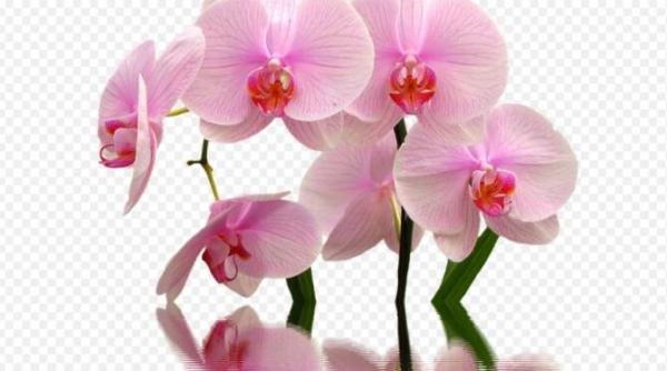 cum se ingrijesc orhideele iarna