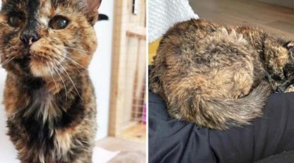 flossie cea mai batrana pisica din lume a intrat in cartea recordurilor