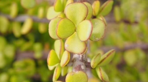 ritualul magic pentru arborele banilor iti va aduce mai multi bani in casa si vei avea stabilitate financiara