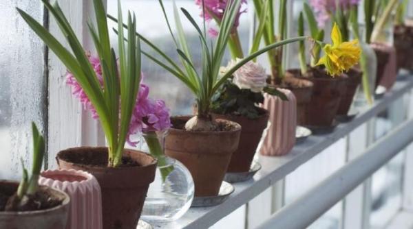 de ce unele gospodine pun zahar in ghivecele plantelor de interior solutia minune pentru florile slabe si ofilite