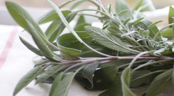 salvia si numeroasele sale beneficii cum sa o introduci in dieta