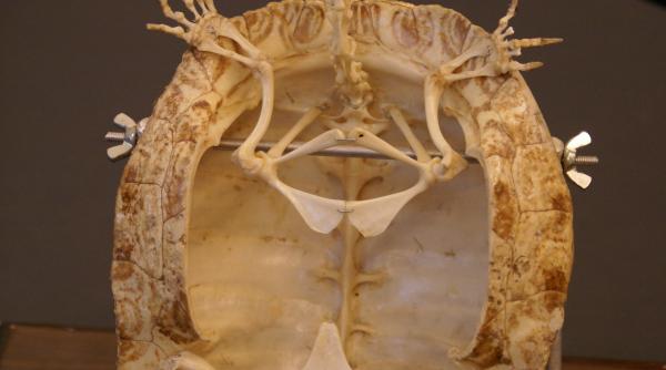 au fost gasite ramasitele celei mai mari testoase care a trait in europa