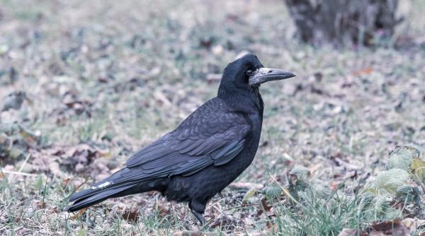 ciorile sunt mai inteligente decat crezi un studiu recent a confirmat