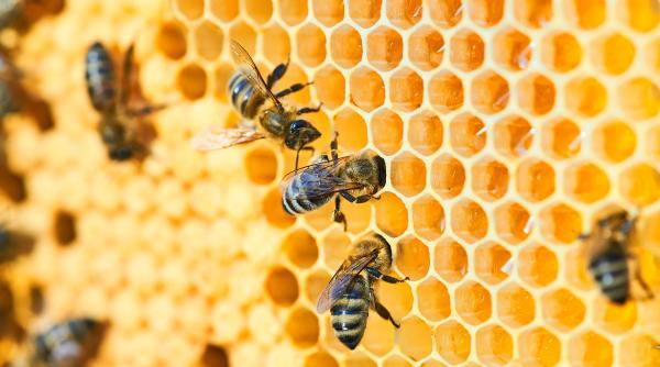 durata de viata a albinelor a scazut la jumatate in ultimii 50 de ani