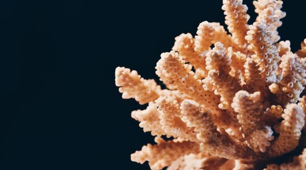 marea bariera de corali substantial compromisa de criza climatica