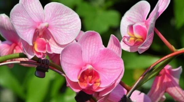 orhideele vor fi sanatoase si luxuriante daca vor fi puse doar in aceste ghivece