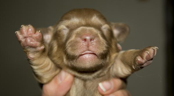 au fost clonati primii catelusi din celule sintetice