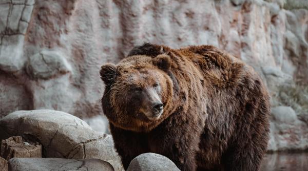 excremente de urs la conserva vandute in romania cat costa