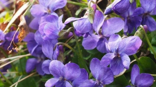 nu faceti asta violetelor 6 greseli mortale