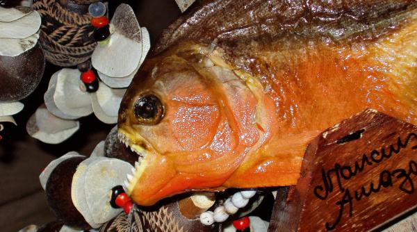 un peste piranha a fost gasit intr un rau din bihor a fost deschisa o ancheta