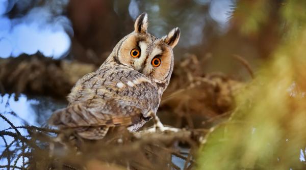 cat de bine aud pasarile oamenii de stiinta vin cu explicatii