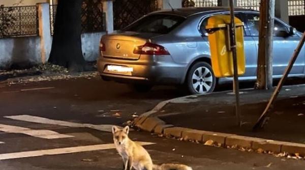 vulpe fotografiata aproape de palatul cotroceni medic veterinar avertisment poate fi turbata semnele care arata asta