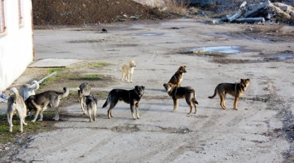 peta fnpa romania a cheltuit 700 de milioane de euro ca sa ucida 1 03 milioane de caini afacere criminala