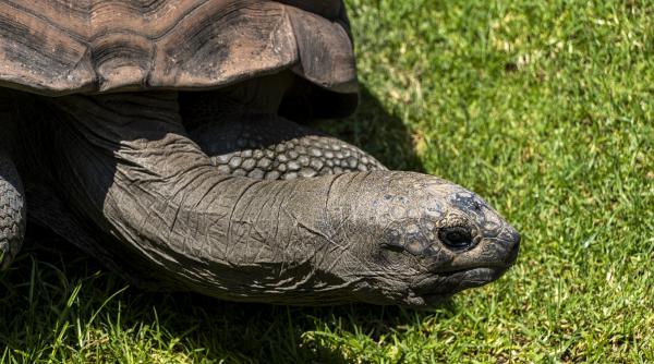 testoasa jonathan a implinit 190 de ani este cel mai batran animal de pe planeta