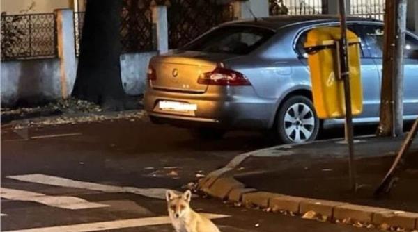 vulpe fotografiata aproape de palatul cotroceni cum a ajuns acolo val valcu sunt doua ipoteze se poate ascunde prin parcuri