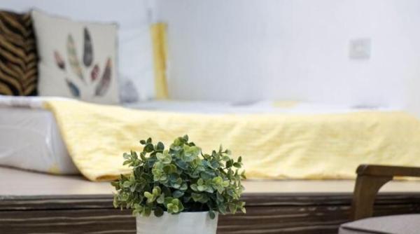 ati cumparat o planta in ghiveci si a murit la cateva zile gradinarii explica de ce