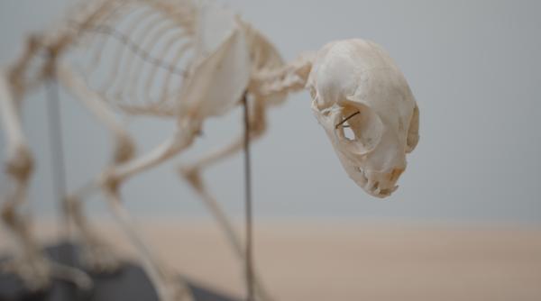 ramasitele ultimului tigru tasmanian care a trait pe pamant au fost redescoperite cand si unde a murit de fapt ultimul marsupial foto