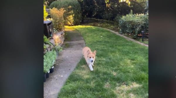 video viral cu un caine care intra in panica dupa ce pestii familiei au disparut