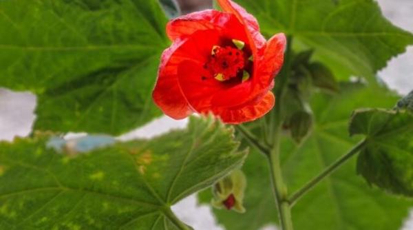 ingrasamant natural preparat acasa plantele vor creste rapid si nu veti cheltui niciun leu