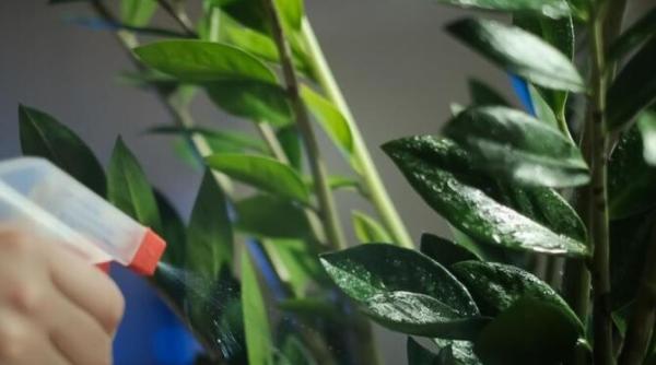 ficusul a ramas fara frunze iata cum poate fi salvat