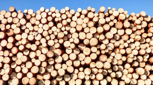 fabrica de cherestea a austriecilor boicotata camioanele cu lemne ar urma sa fie blocate de protestatari