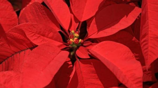 e sau nu craciunita periculoasa pentru catelul sau pisica ta