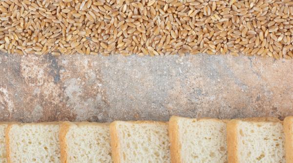 graul vechi de 300 de ani dintr un muzeu ar putea salva omenirea de la foamete