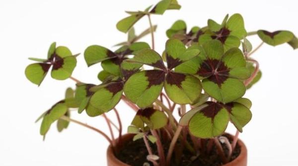 trei alimente din bucatarie un ingrasamant excelent pentru plantele de interior