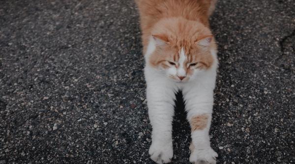 de ce fac pisicile cozonaci