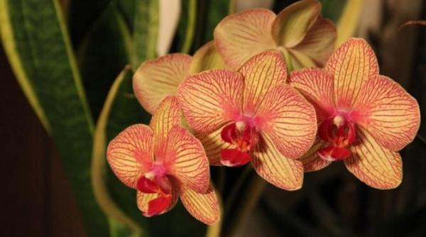 frunzele orhideei s au ingalbenit si floarea e pe moarte gradinarii cu experienta spun cum o puteti salva