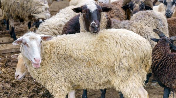 programul lana 2023 mai multi bani pentru ciobanii romani subventia pentru lana de oaie se dubleaza