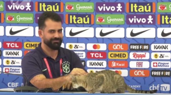 confederatia braziliana de fotbal a fost data in judecata pentru maltratarea unei pisici se cer daune uriase