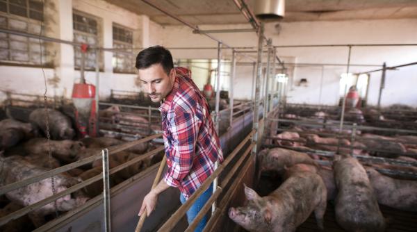 reguli noi pentru crescatorii de porci in ce situatii nu sunt permise mai mult de 15 animale de proprietar