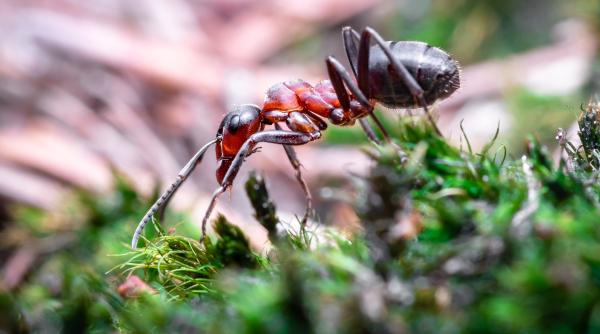 studiu furnicile adulte isi ofera bauturi una alteia