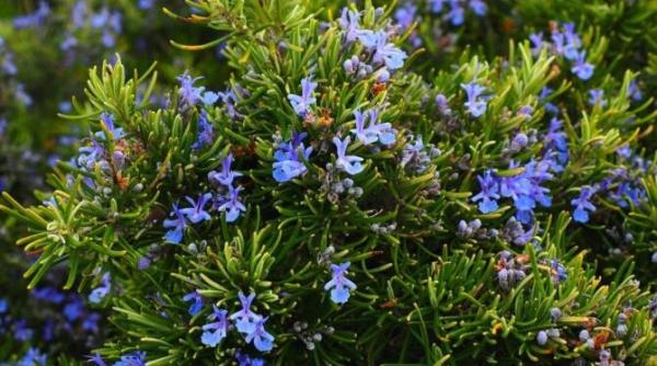 rozmarinul planta care a salvat mii de oameni iata cum se poate folosi