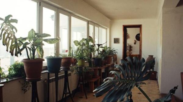 lidia fecioru a spus care sunt cele mai bune locuri din casa pentru asezarea plantelor